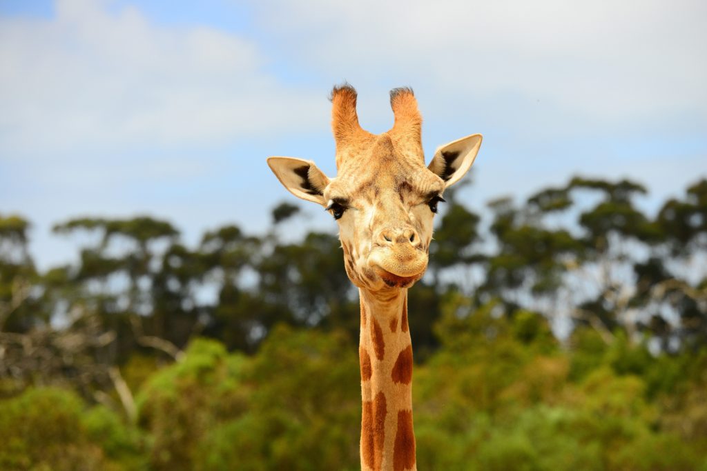 Werribee Open Range Zoo