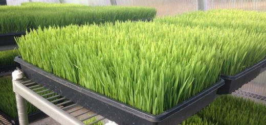 Wheatgrass for Juicing